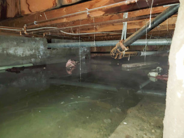 Best Professional water damage repair  in Aubrey, TX