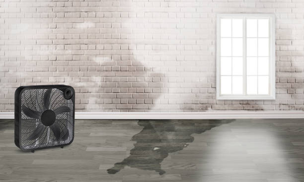 Best Water damage contractors near me  in Aubrey, TX